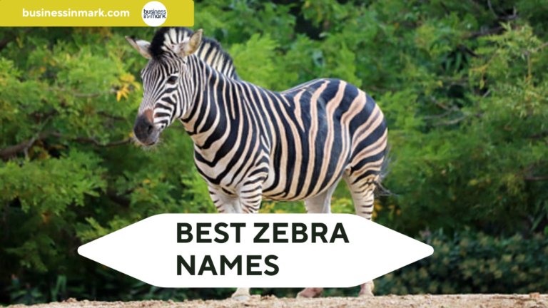 Best Zebra Names: 800+ Unique, Cute, and Funny names Ideas 2025