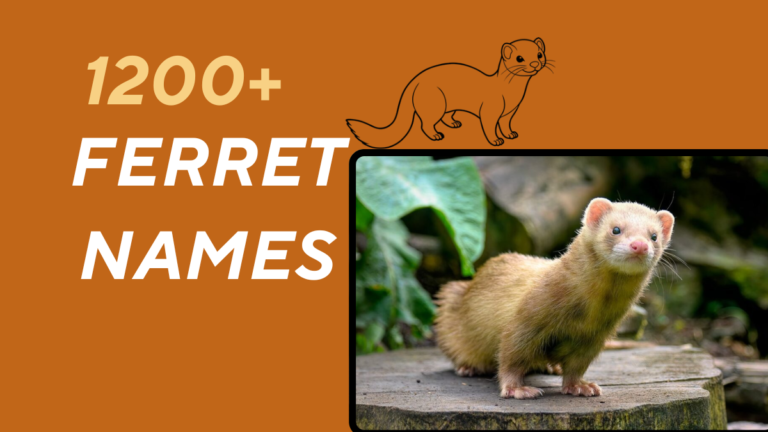 1200+ Best Ferret Names for Playful, Cute, and Cool Pets 2025