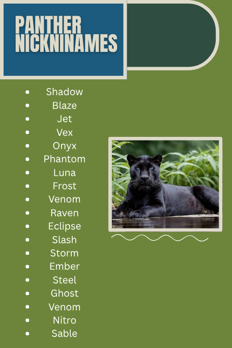 Panther Nicknames