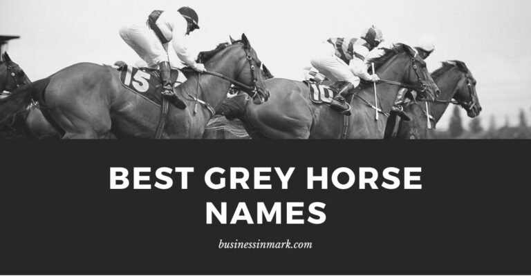 Best Grey Horse Names For Your Beautiful Friend