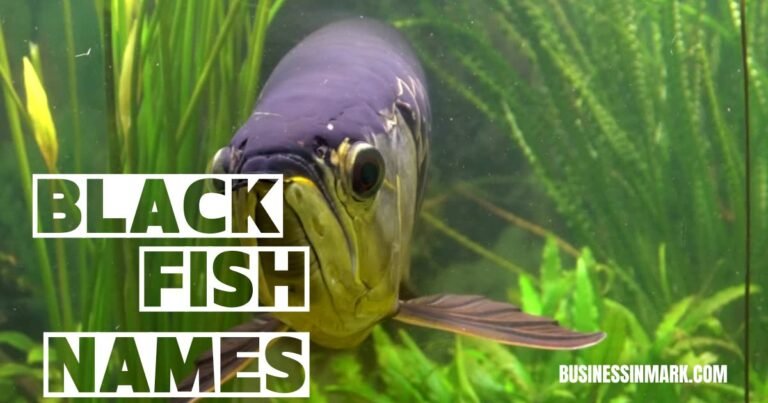 Catchy Black Fish Names